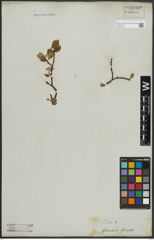 Foto von Salix arctica Pall.